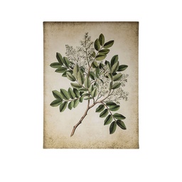 [230027046] Canvas botánica 1 30x40cm