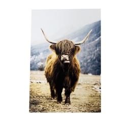 [230033082] Canvas buey 70x100cm