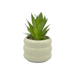 [230033243] Suculenta base Michelin 18cm