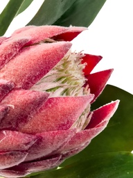 [230035542] Protea artificial M rosada
