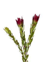 [230035553] Flor protea artificial roja