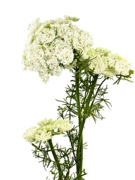 [230035565] Flores follaje artificial blanco